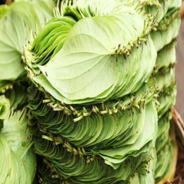 SBJEI-FRESH BETEL LEAVES